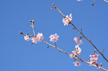 Sakura in Sha Tin, Hong Kong