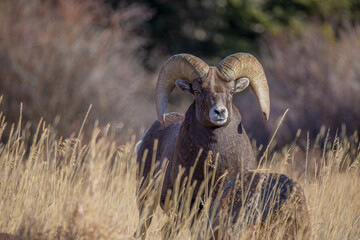 Big Horn ram takes a break from eating grass in the Rocky Mountains of Colorado