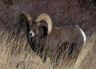 Big Horn Ram in a grassy field in the Rocky Mountains of Colorado