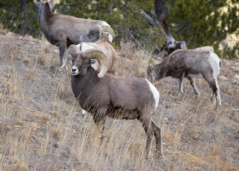 Naklejka na ściany i meble Big Horn Ram standing on a hillside in the Rocky Mountains of Colorado