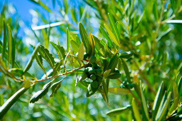 Fototapeta na wymiar Olives on Tree - Western Australia