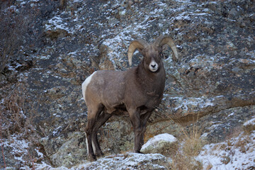 Big Horn ram pauses on a rocky hill in the Rocky Mountains of Colorado