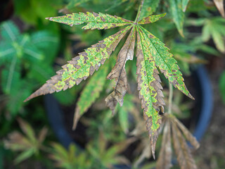 Dying cannabis plant with incomplete marijuana leaves
