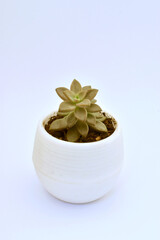 Mini sokulen in a pot with a white background