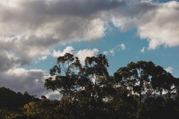 sunset clouds over eucalyptus gum trees on the hills in Tasmania