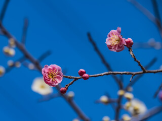 早春の紅梅