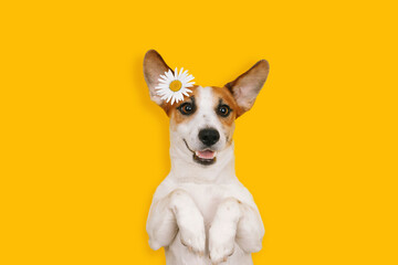 Happy Jack Russell with a smiling face lies with chamomile flowers