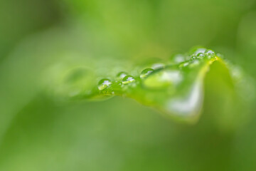Closeup of water drops on green leaf