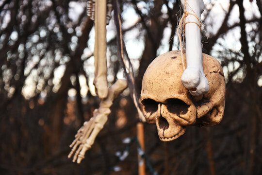 An image of a outdoor Halloween  display of old skeleton bones hanging by rope from a dead tree. 