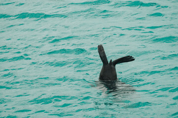sea lion in the ocean waving tail
