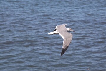 a bird flying over a body of water