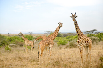 Obraz na płótnie Canvas Nairobi, Kenya - 3 March 2018: Giraffes stand next to each other inside the Nairobi National Park