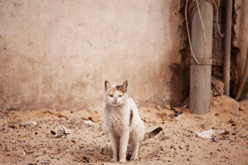 Street homeless cat - 488913242
