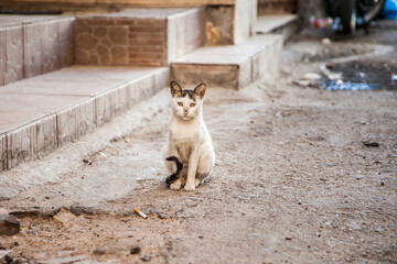 Street homeless cat