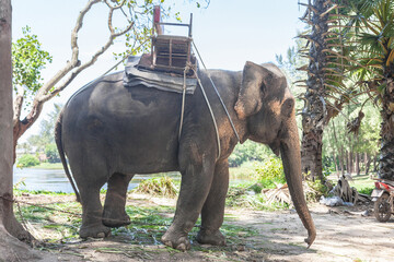 Elephant with seat for riding