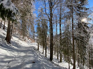Alpine forest trails in a typical winter environment and under deep fresh snow cover on the Alpstein mountain massif and in the Swiss Alps - Alt St. Johann, Switzerland (Schweiz)