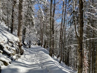 Alpine forest trails in a typical winter environment and under deep fresh snow cover on the Alpstein mountain massif and in the Swiss Alps - Alt St. Johann, Switzerland (Schweiz)