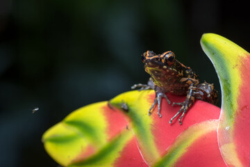 The spotted steam frog perched on a flower