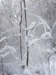 trees under the snow