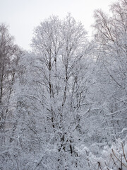 trees under the snow