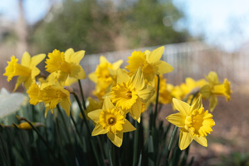 Closeup of yellow daffodils in a garden