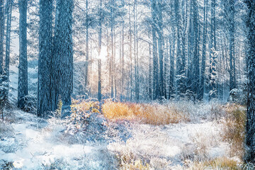 Magical winter sunset.