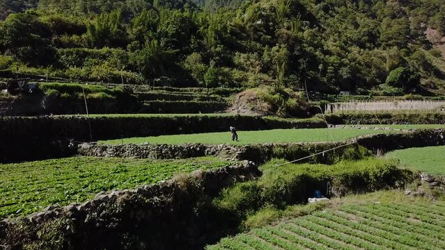 farmer tilling the soil in a green vegetable garden paddy wearing straw hat holding rake spade in mountainous valley in Kabayan Benguet Philippines still Aerial