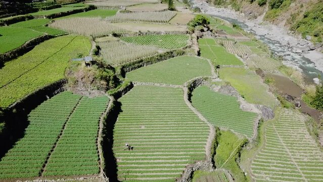 farmers tilling their green garden paddy fields labouring wearing straw hats in the farms of kabayan benguet Philippines top down view descending aerial