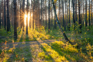 Obraz premium sunset in the woods