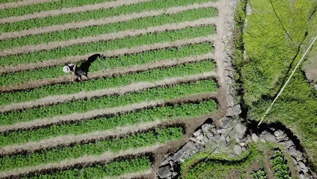 a farmer tilling his green garden field by hand wearing a straw hat in the paddy farms of kabayan benguet Philippines top don view descending aerial