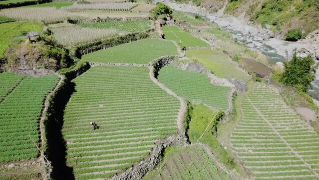 farmers tilling their green garden paddy field by hand wearing straw hats in the paddy farms of kabayan benguet Philippines top down view approaching aerial