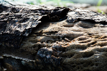 bark of a tree