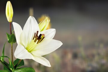 White Lilia flower on nature background
