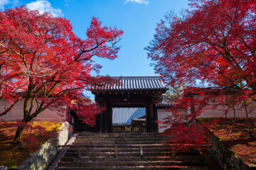 京都　曼殊院門跡の勅使門と紅葉