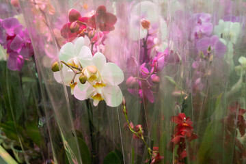 Packed pink and white orchids in store. Gardening and room plants