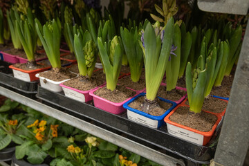 Row of the hyacinths in garden center. Gardening hobby
