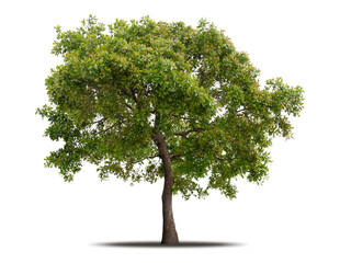 Tree isolated on white background realistic with shadow in high quality clipping mask, tropical...