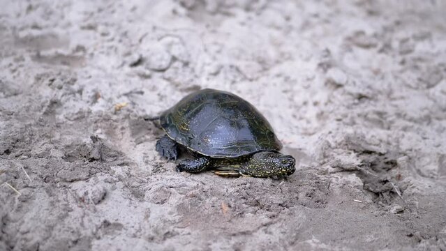 European River Turtle Crawling by Wet Sand to the Water. A large pond tortoise stuck spotted head out of shell and moves along the river bank. Reptile with powerful paws, claws. Summertime. Wildlife.