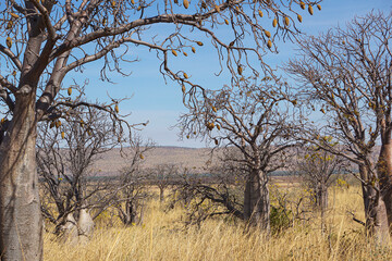 Dry arid landscape of West Australian Bush.
