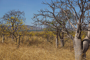trees in the in the arid bushland