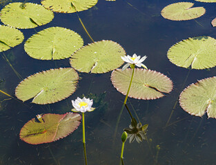 Lily pads and lillies on the Marglu lagoon West Australia.