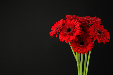 Bouquet of beautiful red gerbera flowers on black background. Space for text