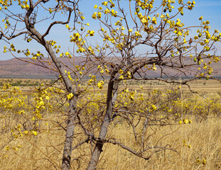Kapok tree in bloom West Australia.