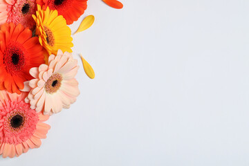 Beautiful colorful gerbera flowers and petals on white background, flat lay. Space for text
