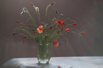 Bouquet of red poppies is illuminated by the rays of the morning sun
