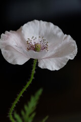 One white poppy on a black background