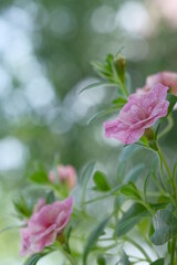 Small pink flowers and green leaves on a bush
