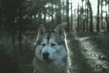 Moody Malamute portrait in the woods. Dark sunlit forest in early spring in Kampinos National Park, Poland. Selective focus on the details, blurred background.