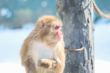 Naklejka premium 猿の横顔