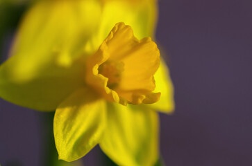 Bright yellow daffodil close-up on a purple background.